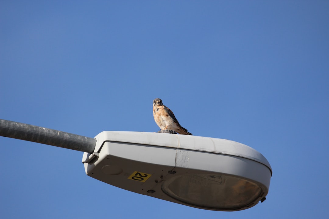 Conclusion by Skateboard Brands a bird sitting on a light pole