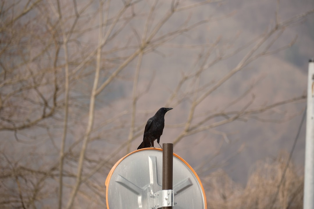 Conclusion: Our Final Verdict on Birdhouse Skateboards by Skateboard Brands a black bird sitting on top of a satellite dish