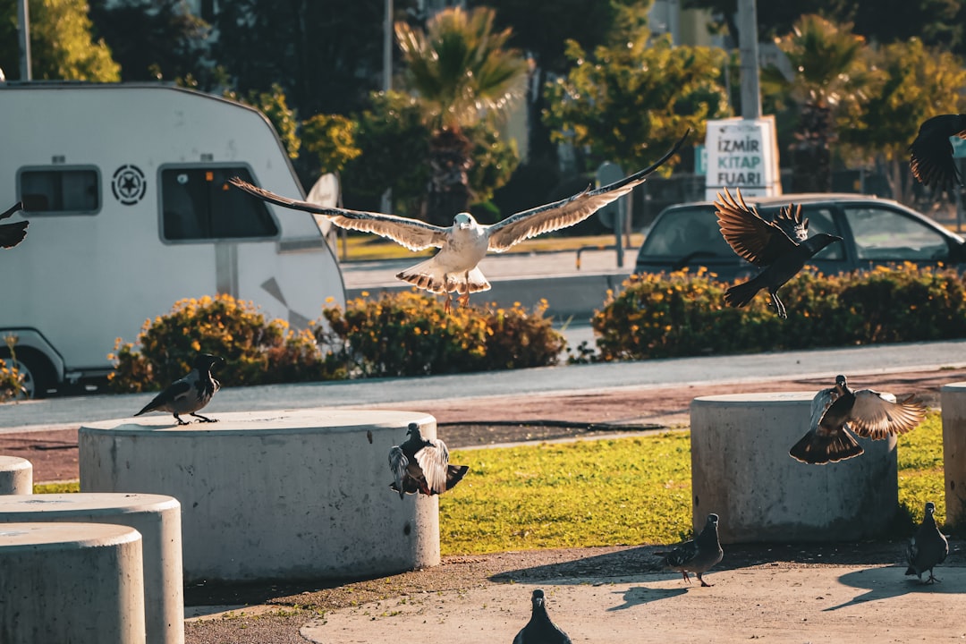 FAQ by Skateboard Brands a flock of birds standing on top of cement blocks